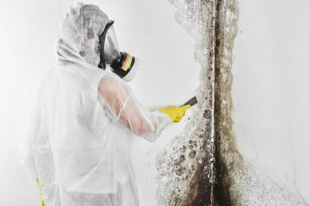 Best Fast Mold Removal  in Morton, TX