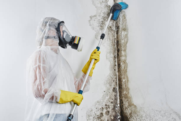 Best Office Mold Removal Services  in Morton, TX