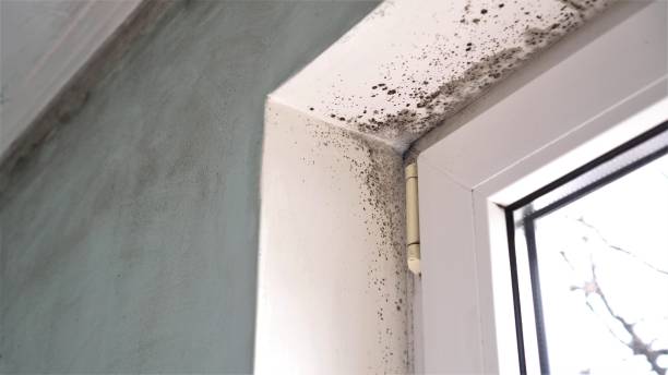 Crawl Space Mold Removal in Morton, TX