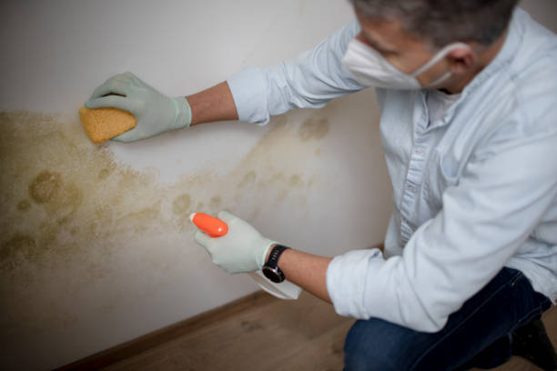 Attic Mold Removal in Morton, TX