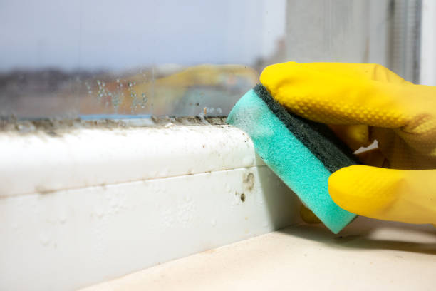 Best Affordable Mold Removal  in Morton, TX