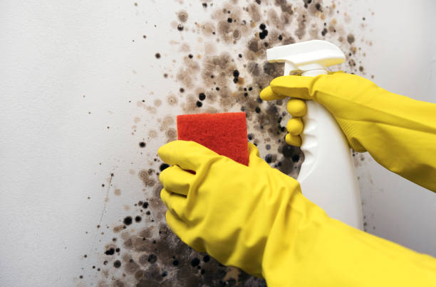 Best Professional Mold Removal  in Morton, TX