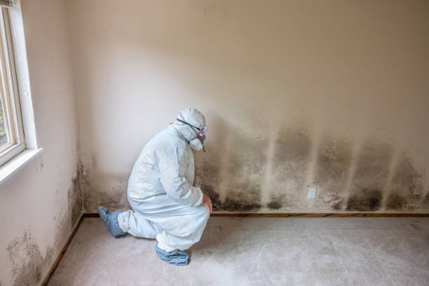 Best Black Mold Removal  in Morton, TX