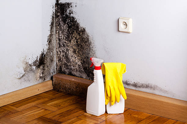 Best Black Mold Removal  in Morton, TX