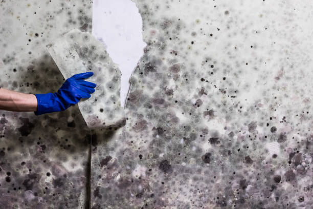 Best Emergency Mold Removal  in Morton, TX